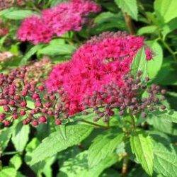 Spiraea japonica ‘Dart’s Red’