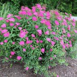 Spiraea japonica ‘Anthony Waterer’